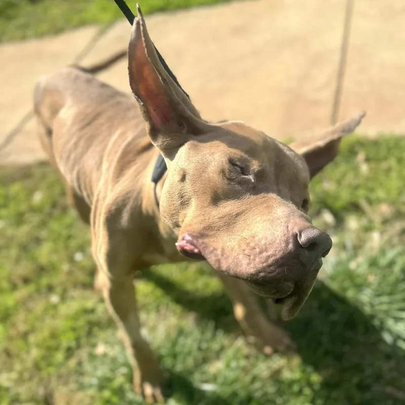 Champ Leo thumbnail 2