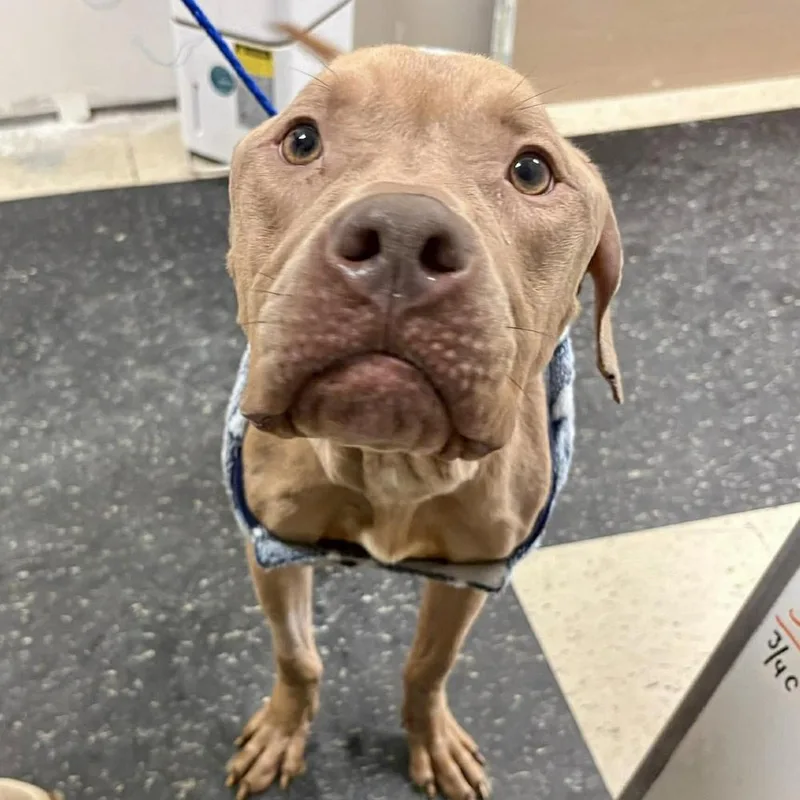 Champ Leo thumbnail 3