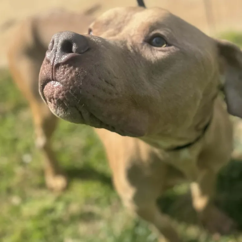 Champ Leo thumbnail 4