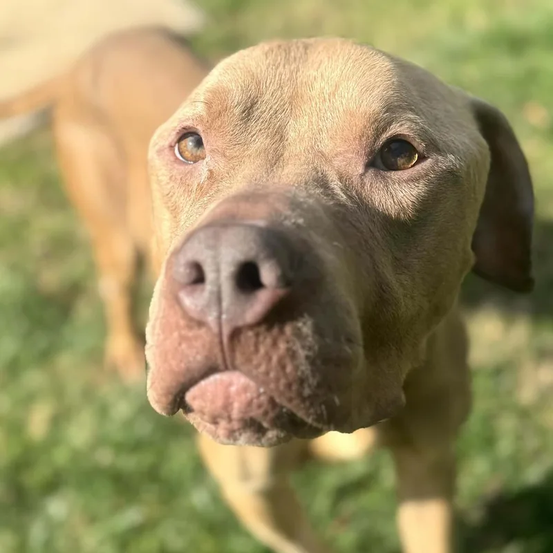 Champ Leo thumbnail 5