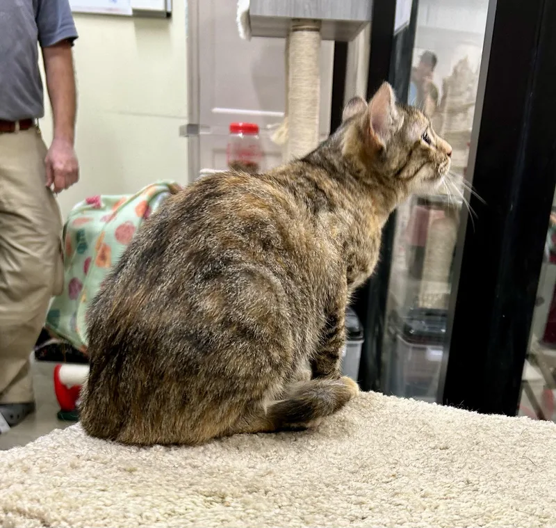 Lady Whistledown thumbnail 2