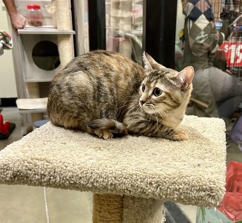 Lady Whistledown thumbnail 3