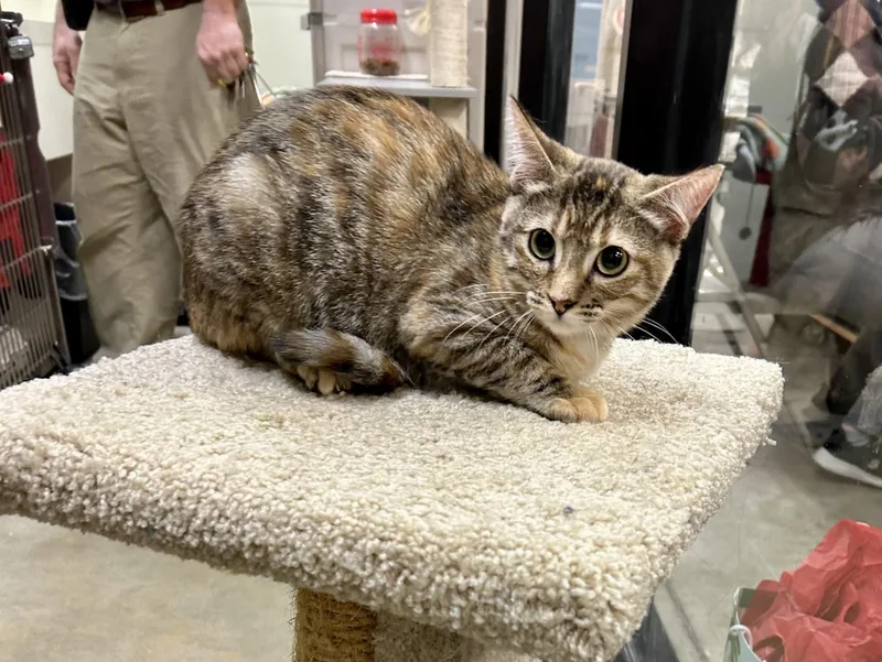 Lady Whistledown thumbnail 4