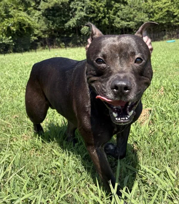 An adult medium-sized male Pit Bull Terrier dog named Decklon for adoption in Virginia Beach, VA