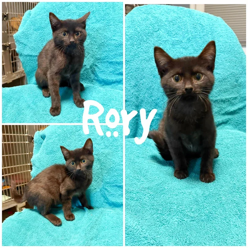 A young small-sized male Black Domestic Short Hair cat named Rory for adoption in Saint James, MO