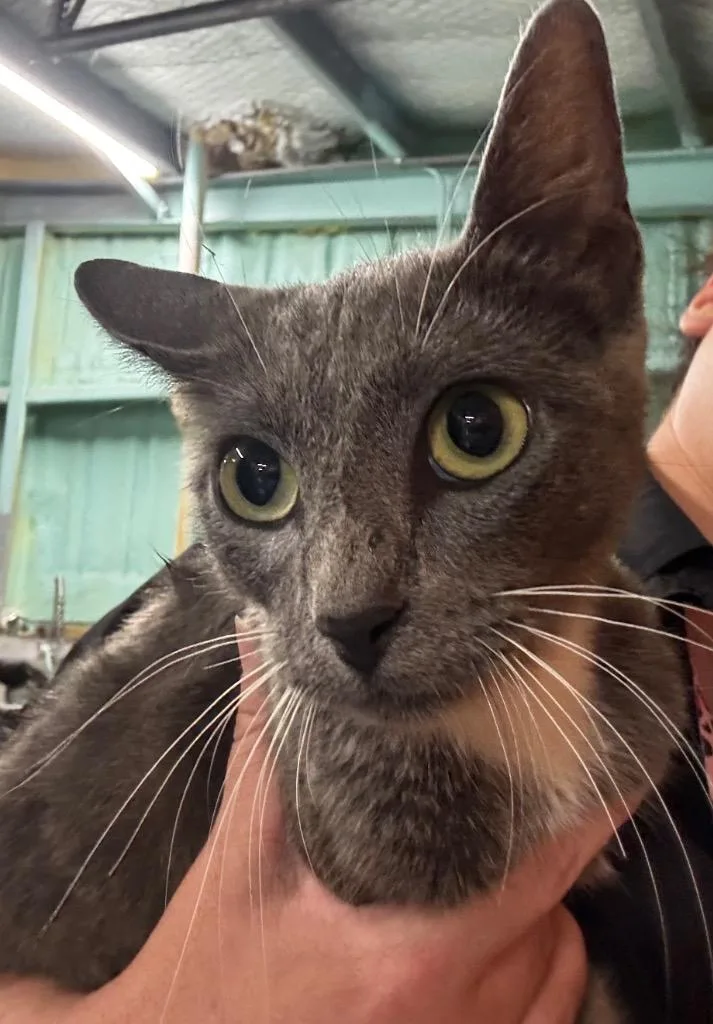 A young medium-sized female American Shorthair cat named Giannia for adoption in Rockport, TX