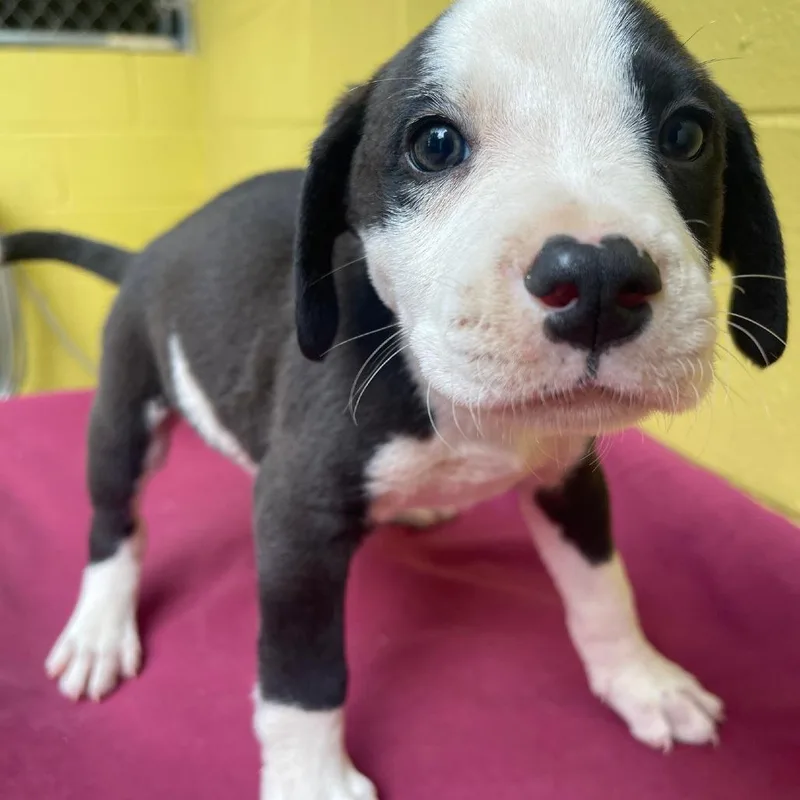 A baby small-sized male Black Mixed Breed dog named Tempo for adoption in Valley, AL