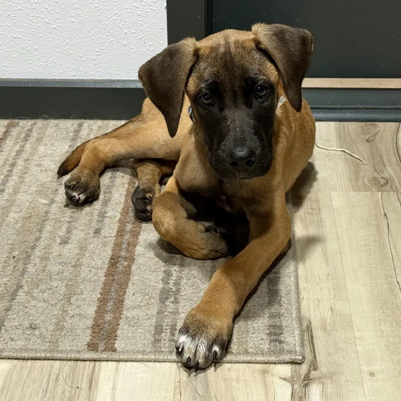 A baby small-sized female Brown / Chocolate Mixed Breed dog named Maeve for adoption in Bismarck, ND