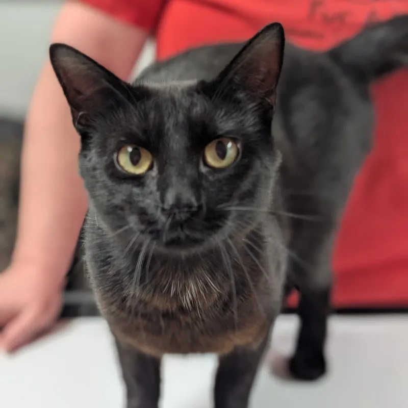A young medium-sized male Black Domestic Short Hair cat named Rocco for adoption in Canton, IL