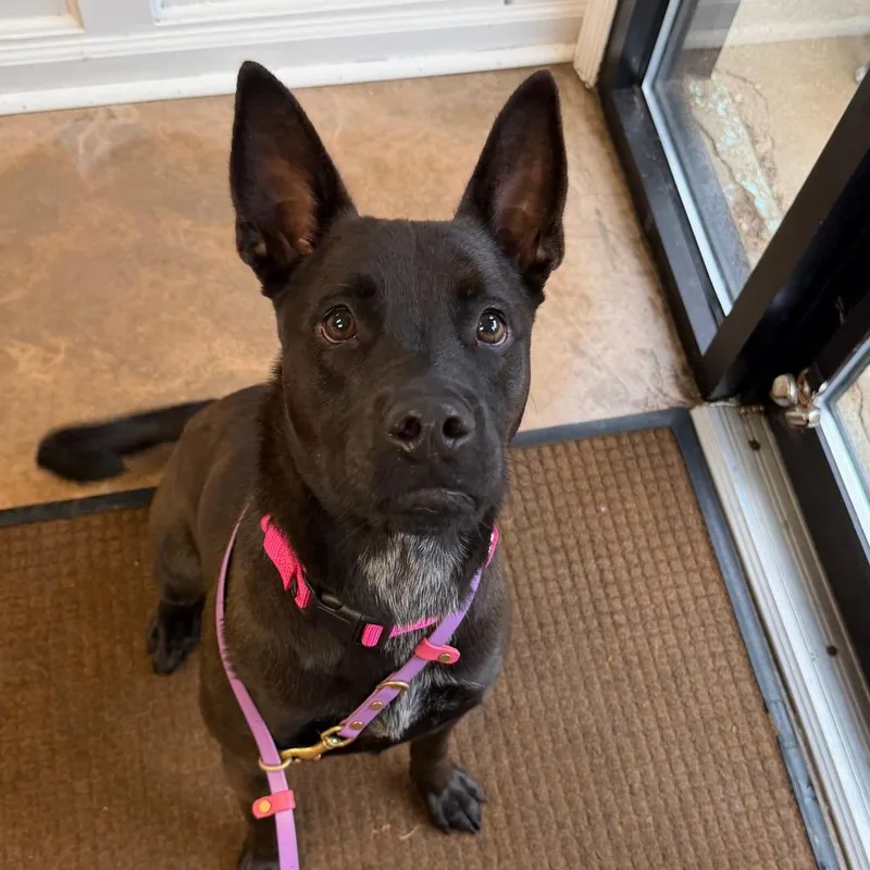 A young medium-sized male Chocolate Labrador Retriever dog named Tucker for adoption in Deerfield, IL