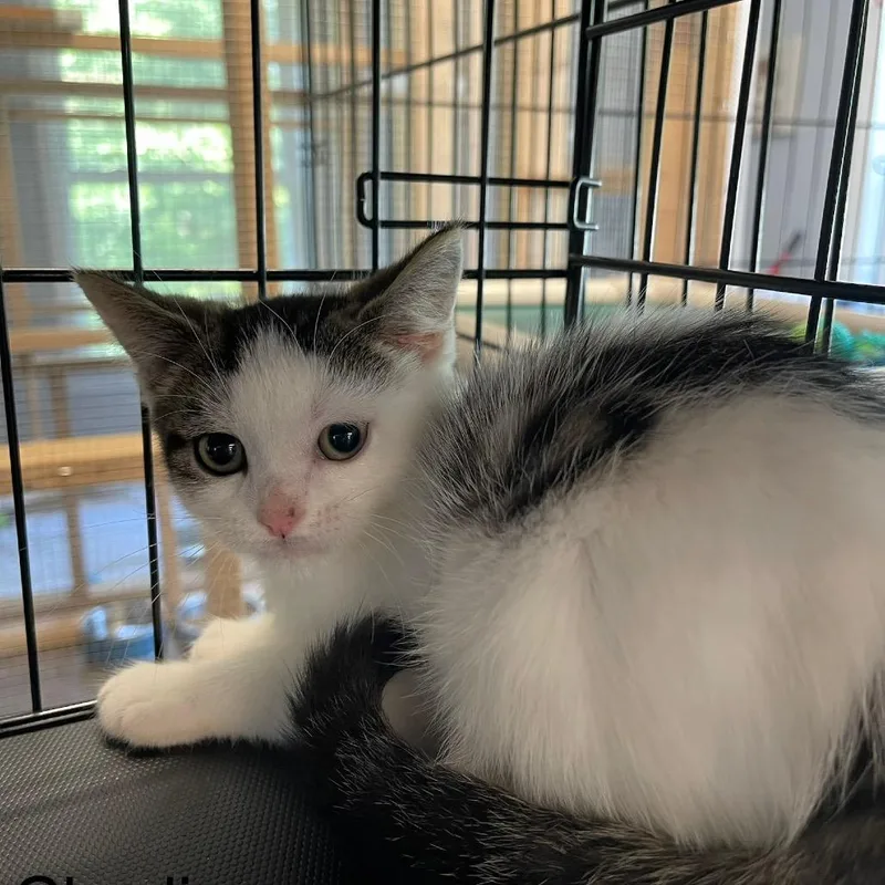 A baby small-sized male Domestic Short Hair cat named Charlie for adoption in Wappingers Falls, NY