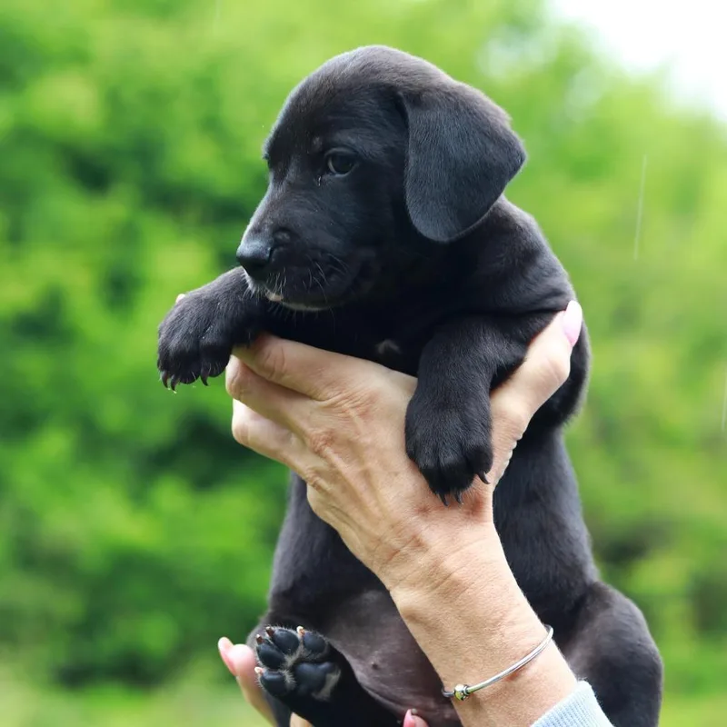 A baby medium-sized female Black Catahoula Leopard Dog dog named Ct Morel Avail May for adoption in Stormville, NY