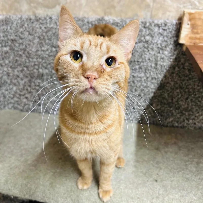 An adult small-sized male Orange / Red Domestic Short Hair cat named Owen for adoption in Woodbury, NJ