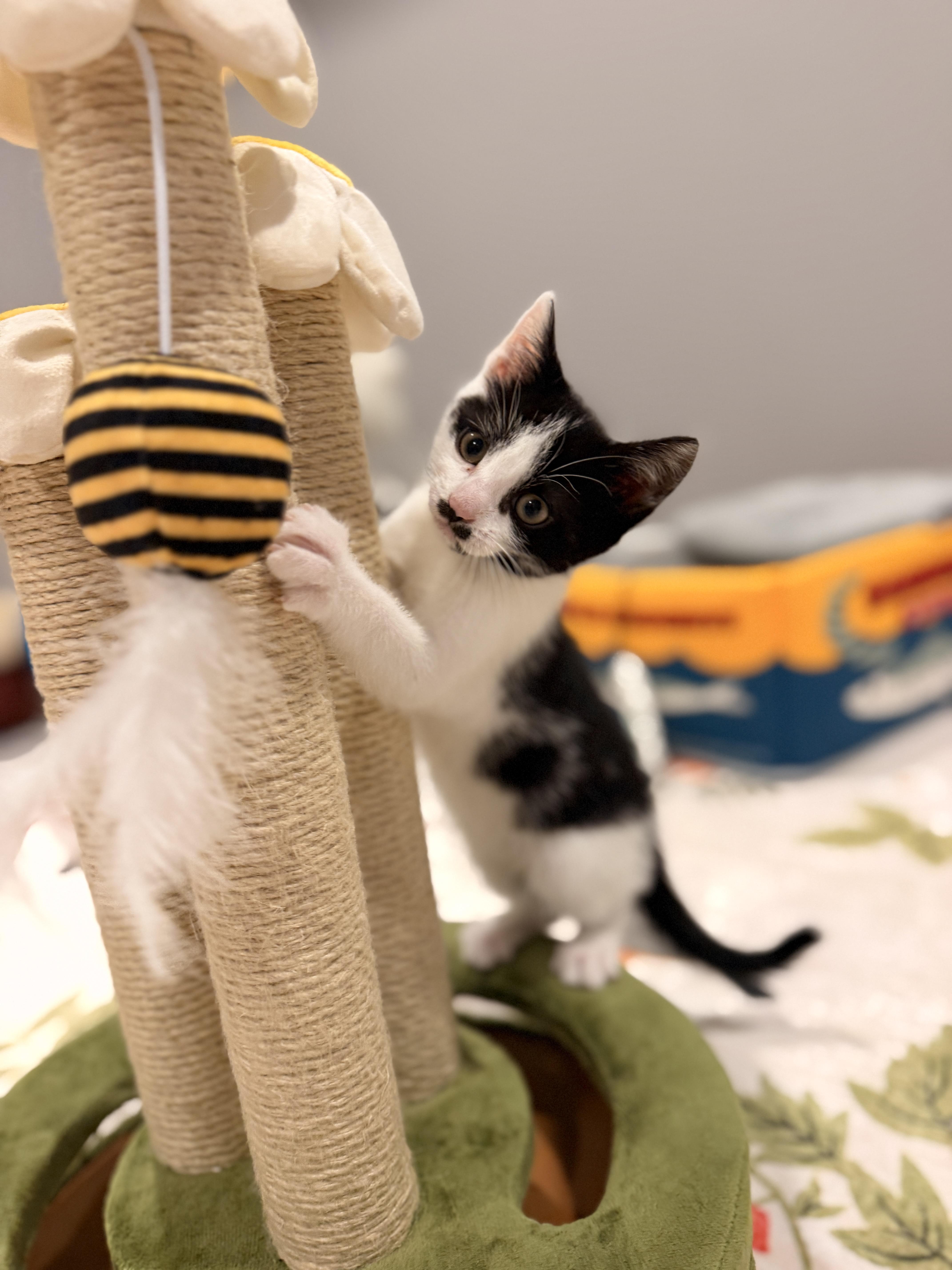 A baby medium-sized male Domestic Short Hair cat named Tux for adoption in Thornwood, NY