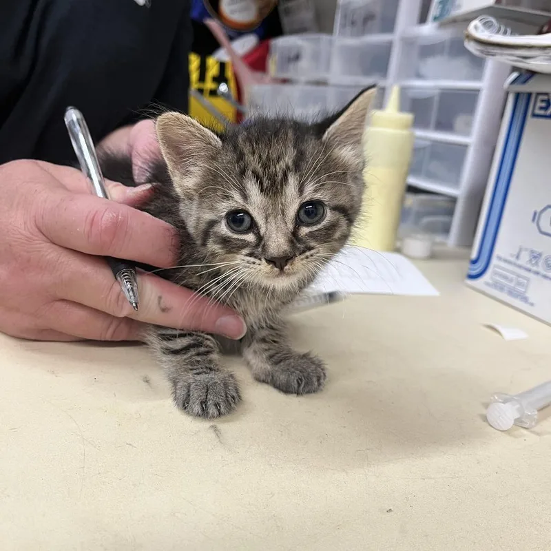A baby small-sized female Black Domestic Short Hair cat named Phoenix for adoption in Ardmore, OK
