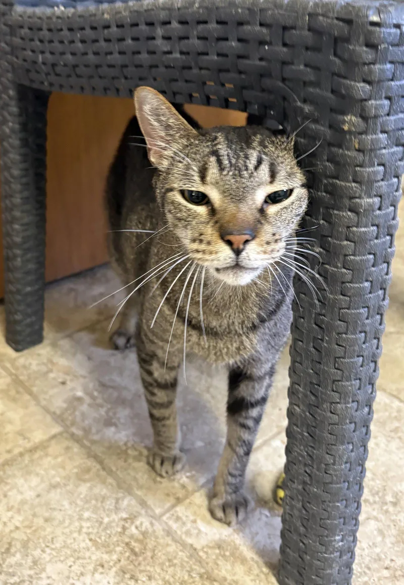 An adult large-sized male Domestic Short Hair cat named Chance for adoption in Kansas City, MO