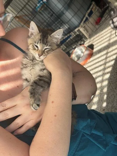 A baby small-sized female Domestic Long Hair cat named Good Golly Miss Molly for adoption in Dallas, TX