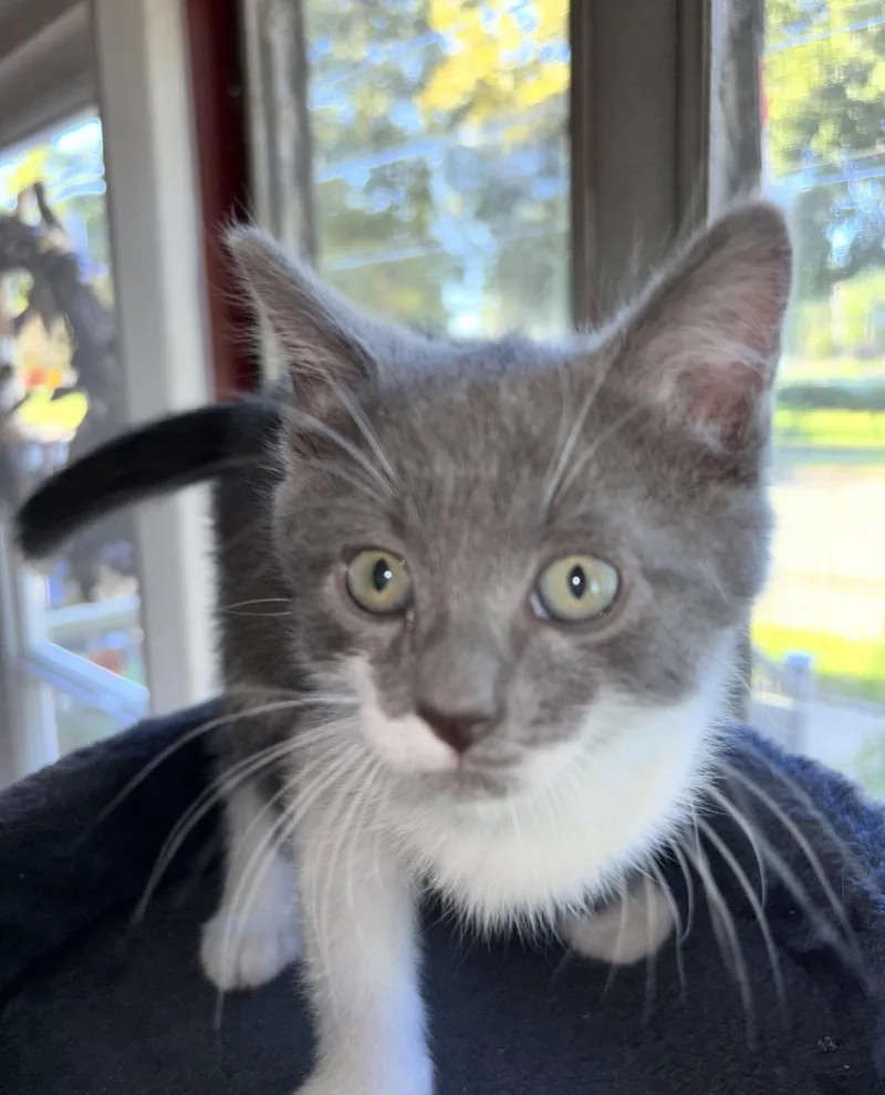 A baby small-sized male Domestic Medium Hair cat named Arch for adoption in Canton, OH