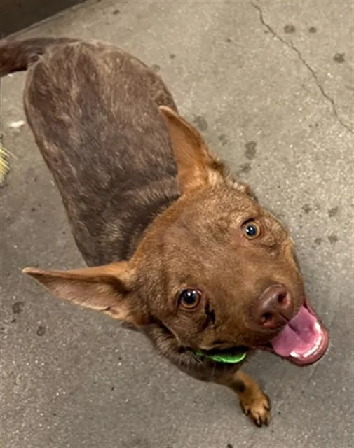 A young small-sized male Schipperke dog named Tator Tot for adoption in Tucson, AZ