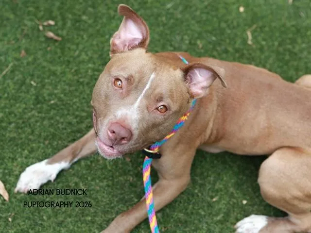 An adult medium-sized female Brown / Chocolate Mixed Breed dog named Pickles for adoption in Nashville, TN