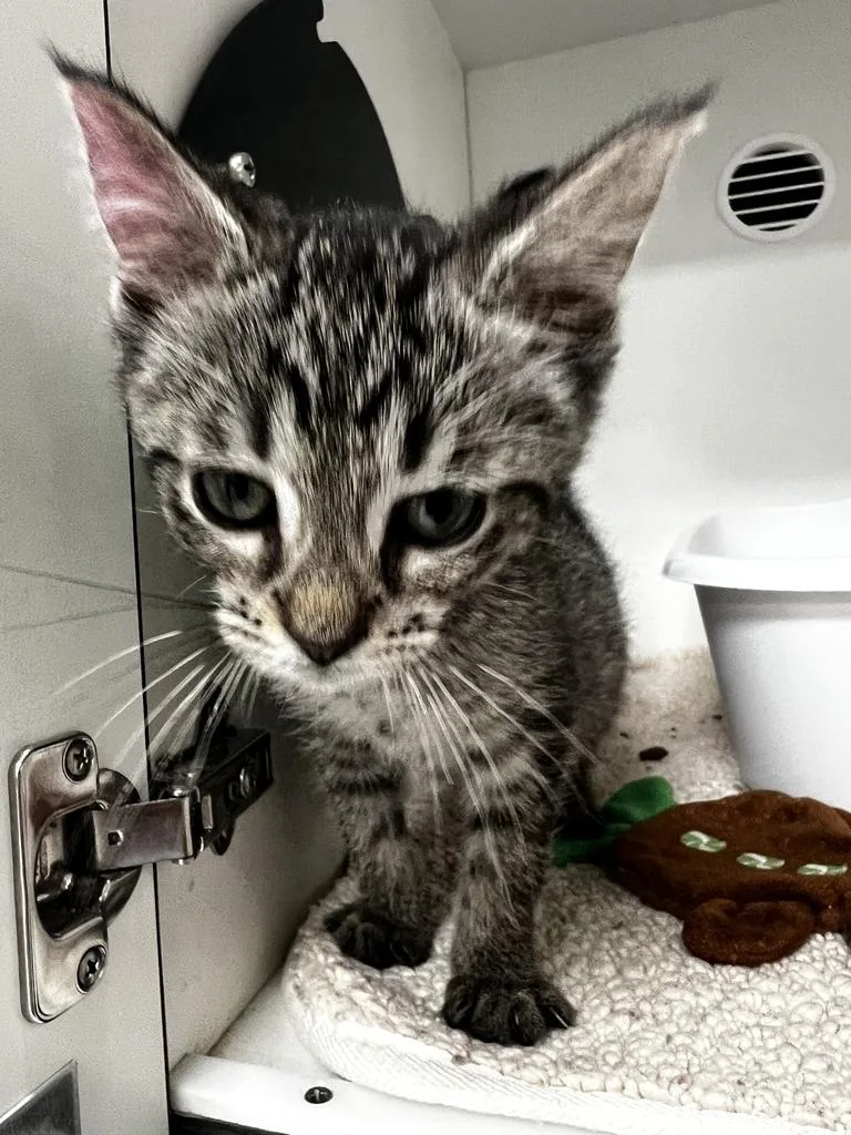 A baby small-sized female Domestic Short Hair cat named Ducky for adoption in Jackson, MI
