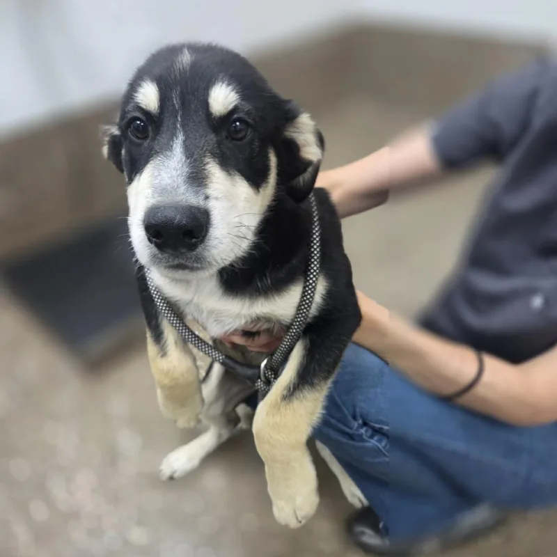 A baby medium-sized male Black Anatolian Shepherd dog named Gazpacho for adoption in Incline Village, NV