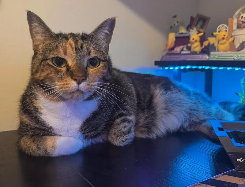 An adult medium-sized female Calico cat named Leilani for adoption in Buford, GA
