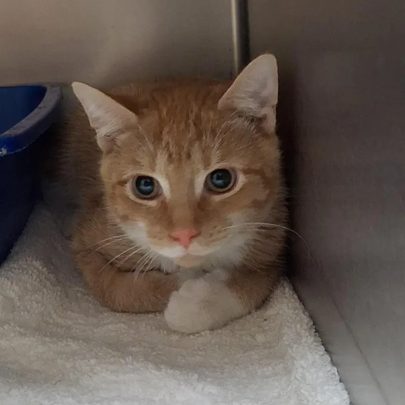 A baby medium-sized male Domestic Short Hair cat named Archie for adoption in Auburn, AL
