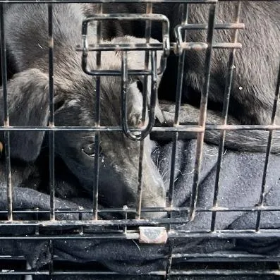 A baby medium-sized female Black Shepherd dog named Coral for adoption in Hobe Sound, FL