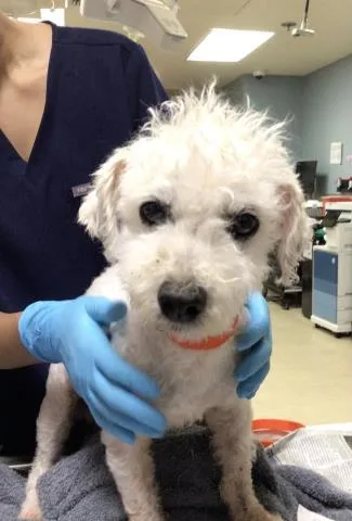 An adult small-sized male Poodle dog named Charlie for adoption in Riverside, CA