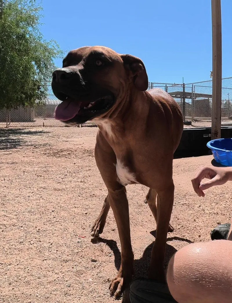 An adult large-sized female Boxer dog named Lola for adoption in Queen Creek, AZ