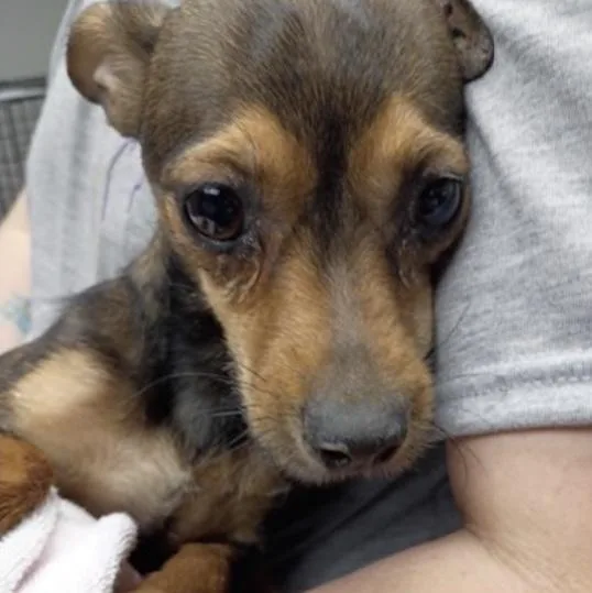 An adult small-sized female Tricolor (Brown, Black, & White) Chihuahua dog named Dora for adoption in Estes Park, CO