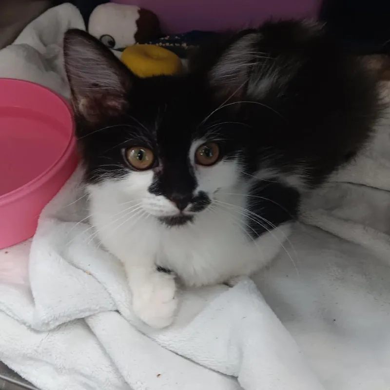 Tinker
