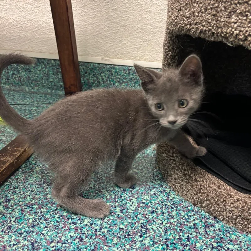 A baby small-sized male Gray / Blue / Silver Domestic Short Hair cat named Grouper for adoption in Long Beach, CA