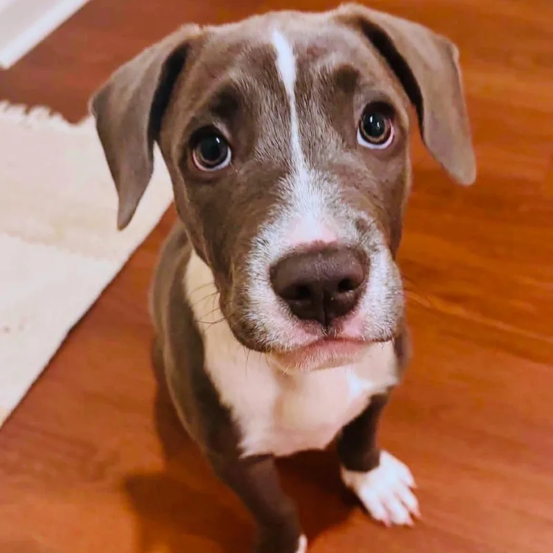 A baby medium-sized female Labrador Retriever dog named Fancy Pants for adoption in Helena, AL