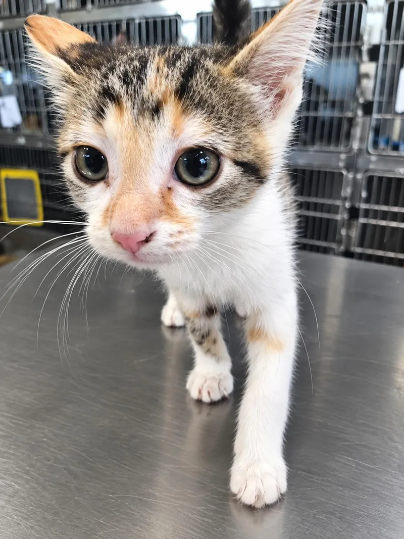 A baby medium-sized female Calico Domestic Short Hair cat named Petunia for adoption in Winfield, KS
