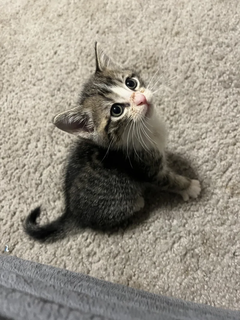 A baby medium-sized male Gray & White Domestic Short Hair cat named Fern for adoption in Lewis Center, OH