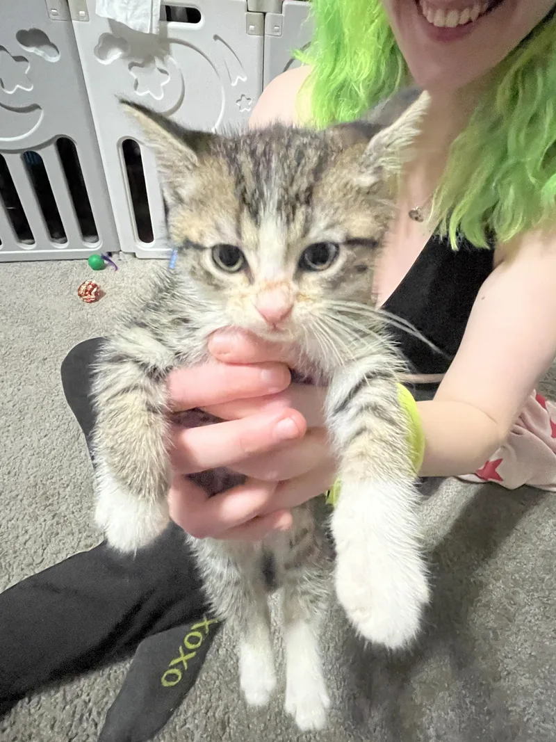 Fern thumbnail 3