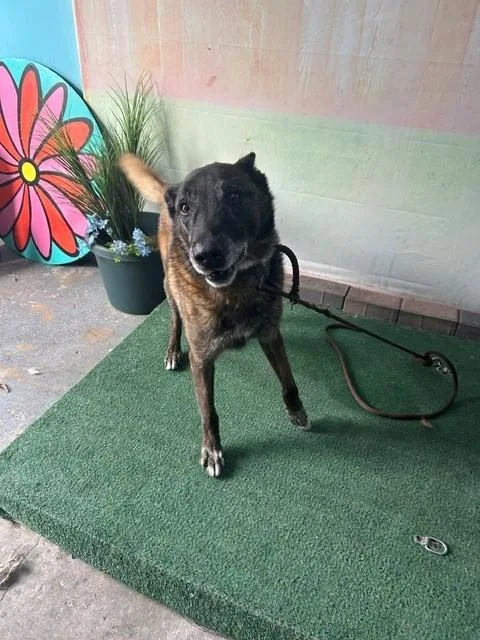 An adult medium-sized male Belgian Shepherd / Malinois dog named Joe for adoption in Baldwin Park, CA