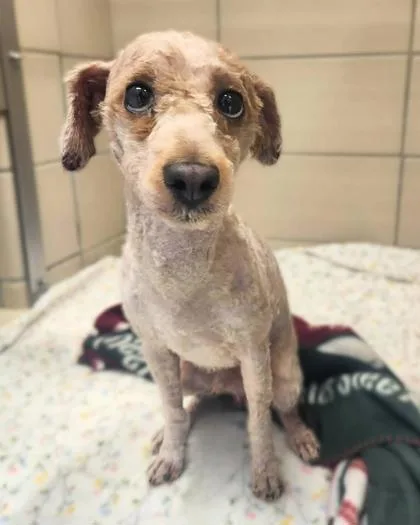 An adult small-sized male Mixed Breed dog named Chewie for adoption in Munster, IN
