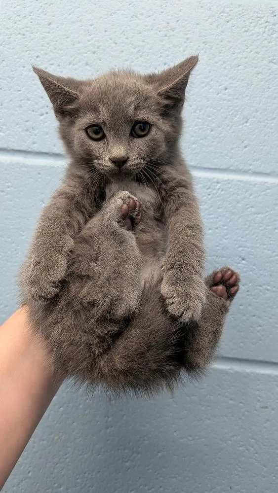 A baby small-sized female Gray / Blue / Silver Domestic Short Hair cat named Regina for adoption in Evansville, IN