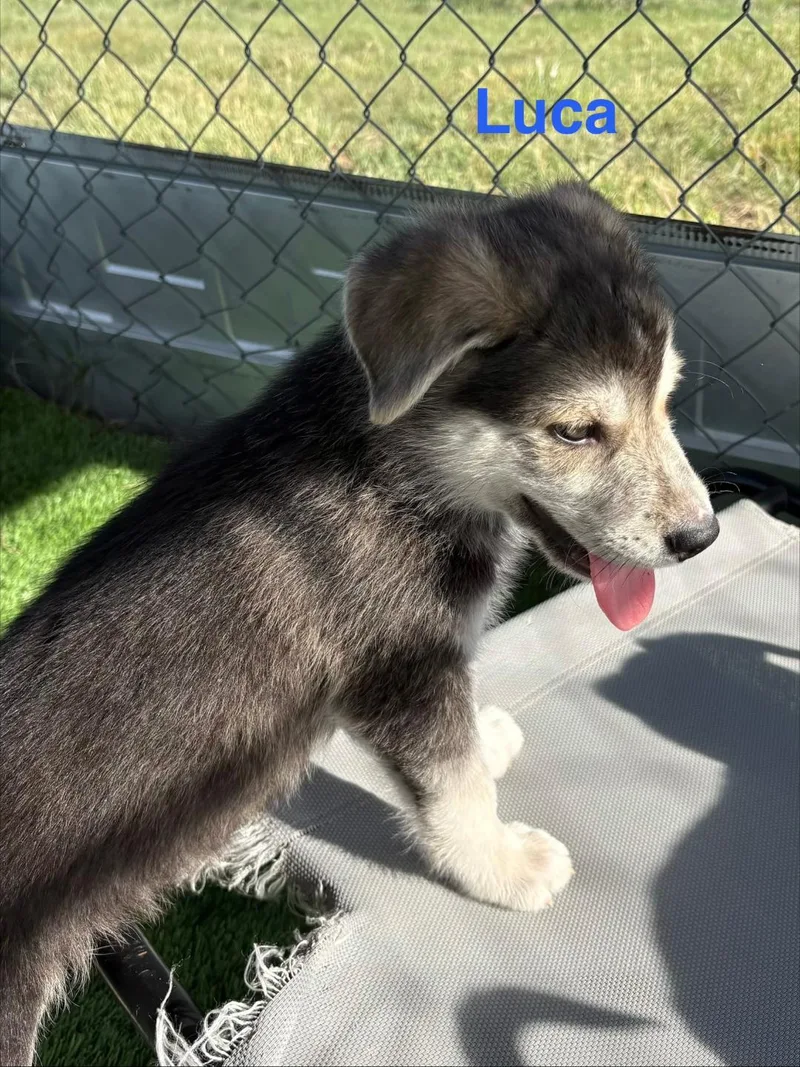 Luca
