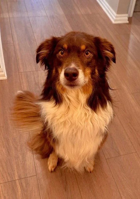 An adult medium-sized male Australian Shepherd dog named Kevin for adoption in Winter Park, CO