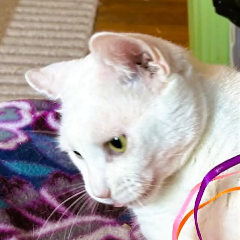 A young medium-sized female White Domestic Short Hair cat named Emerson  Lap Cat for adoption in Rochester, NY