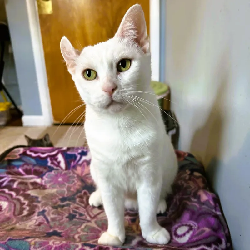 Emerson  Lap Cat thumbnail 2