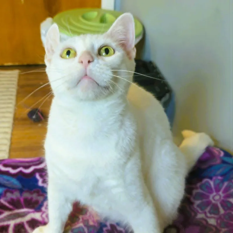 Emerson  Lap Cat thumbnail 3