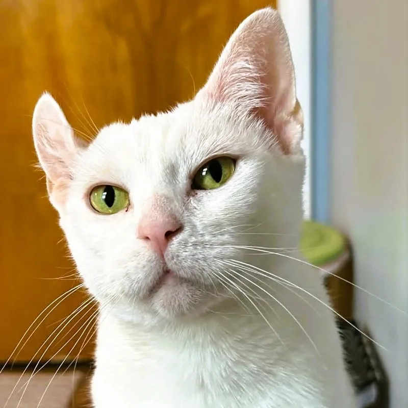 Emerson  Lap Cat thumbnail 4