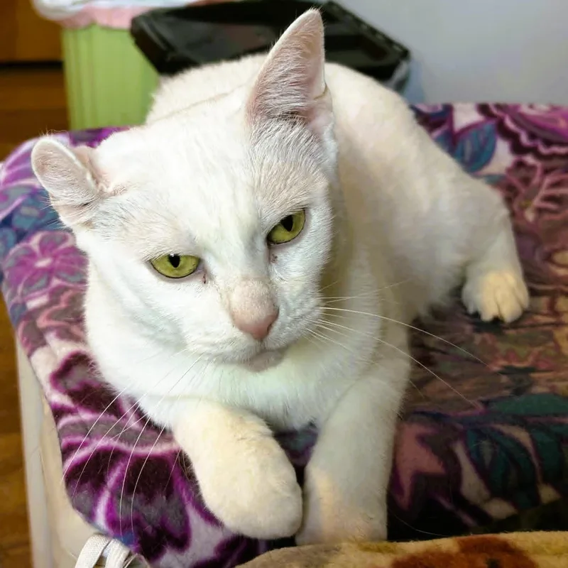 Emerson  Lap Cat thumbnail 5
