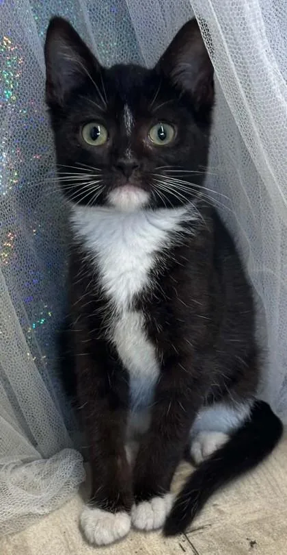 An adult small-sized female Domestic Short Hair cat named Annika for adoption in Shreveport, LA