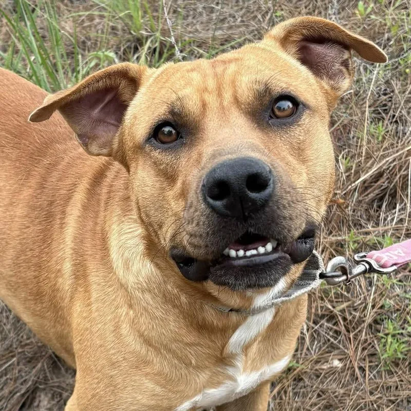 A young medium-sized male Brown / Chocolate Black Mouth Cur dog named Auto for adoption in Marshall, TX